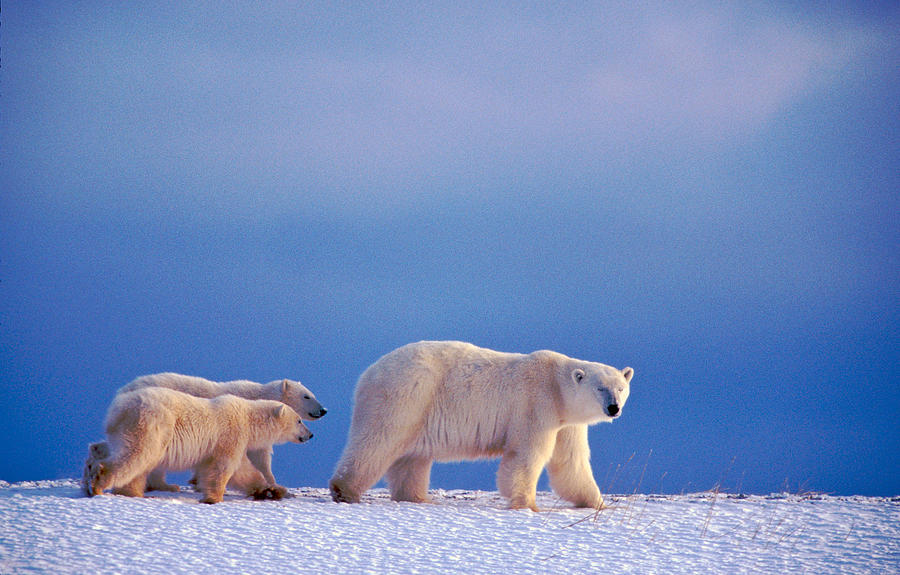 Polar Bear Family Photograph by Randy Green - Fine Art America