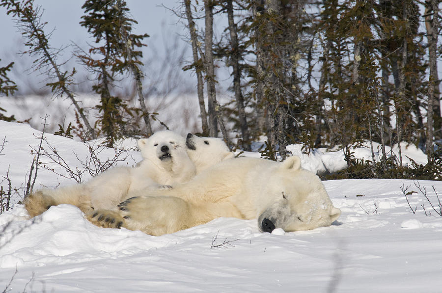 Arctic Photograph - Polar bear family resting by Richard Berry Arctic Photograph - Polar bear family resting by Richard Berry