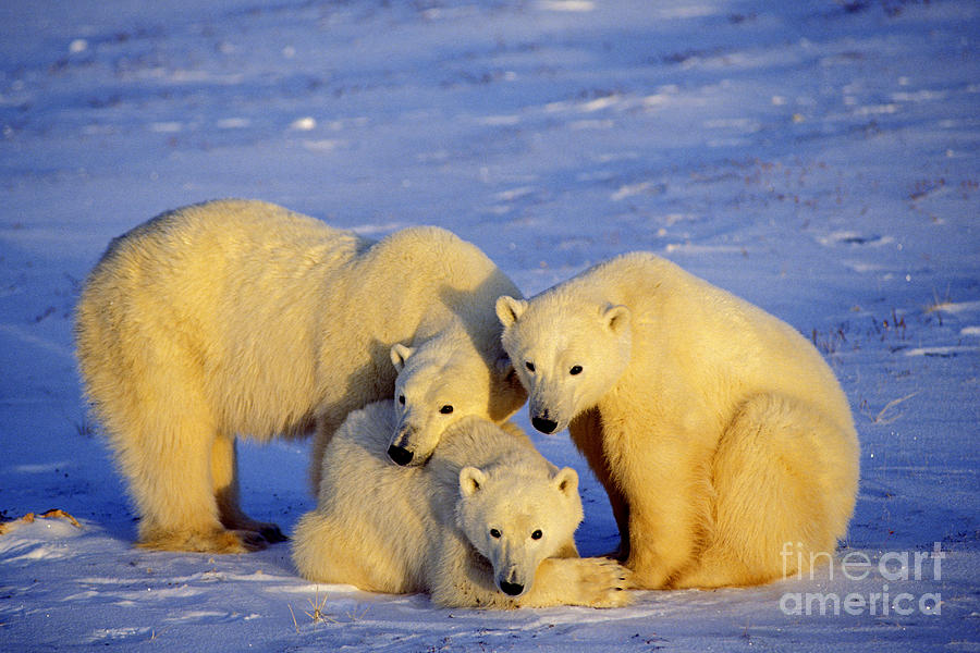 Polar Bear Family Photograph by Thomas and Pat Leeson