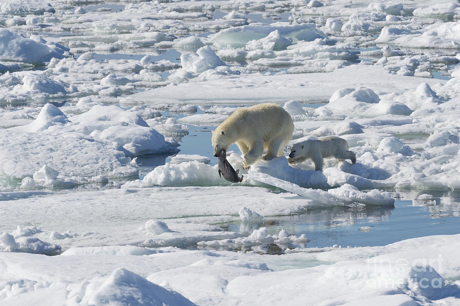 Polar Bear Family With Seal Kill Photograph by John Shaw - Fine Art America