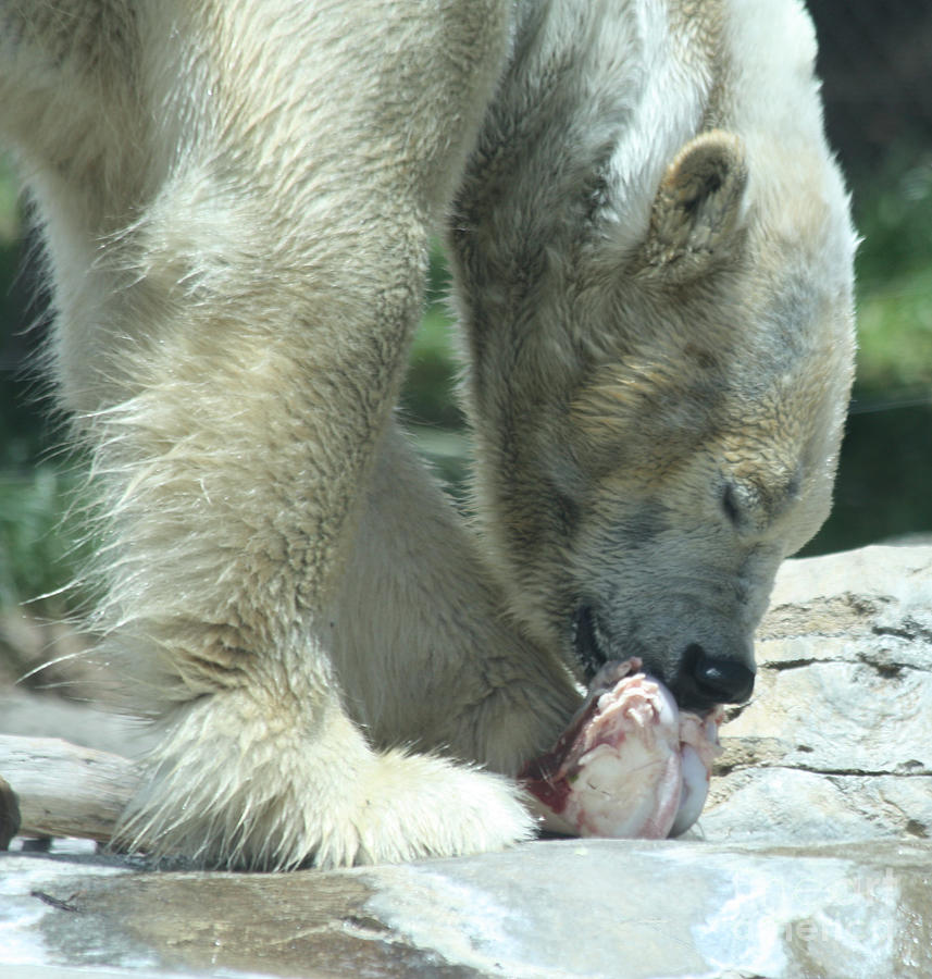Polar Bear Feeding Photograph by John Telfer