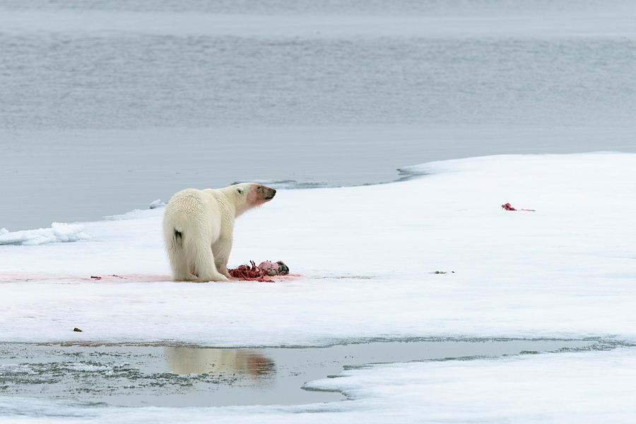 Summer Photograph - Polar Bear Feeding On A Kill by Dr P. Marazzi