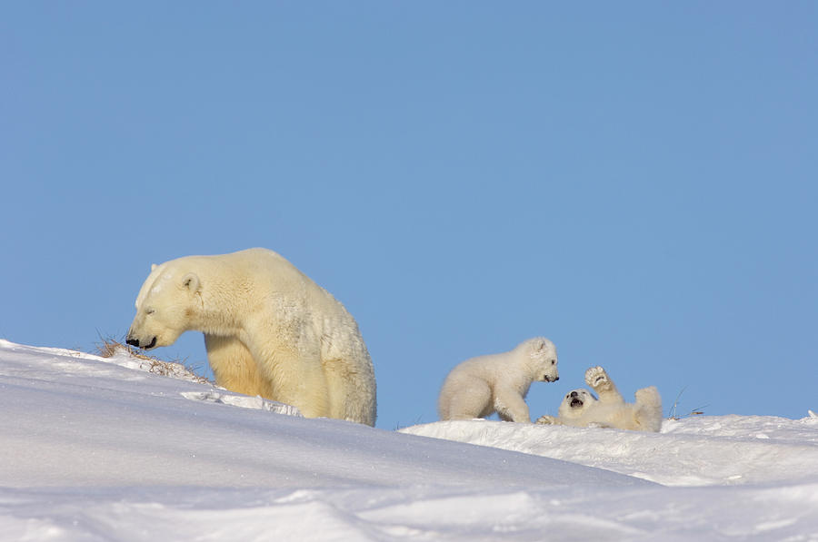 Polar Bear Feeds On Grass As Her Cubs Photograph by Steven J. Kazlowski ...