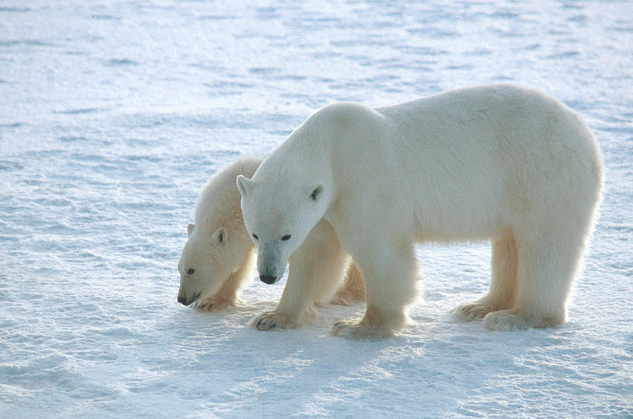 Polar Bear Female And Cub-of-the-year Photograph by Dan Guravich - Fine ...