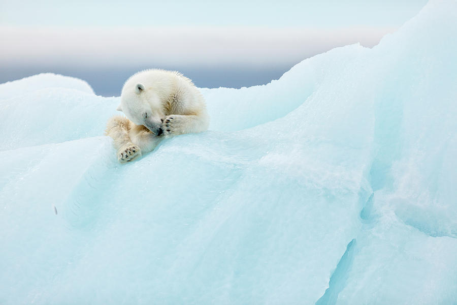 Polar Bear Grooming Photograph by Joan Gil Raga