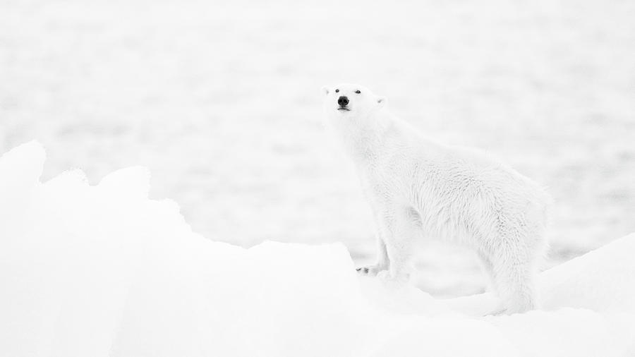 Black And White Photograph - Polar Bear In B&w by Joan Gil Raga