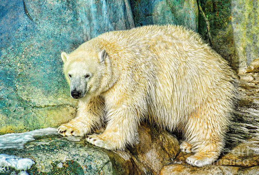 Polar Bear In Green Land Photograph by Les Palenik