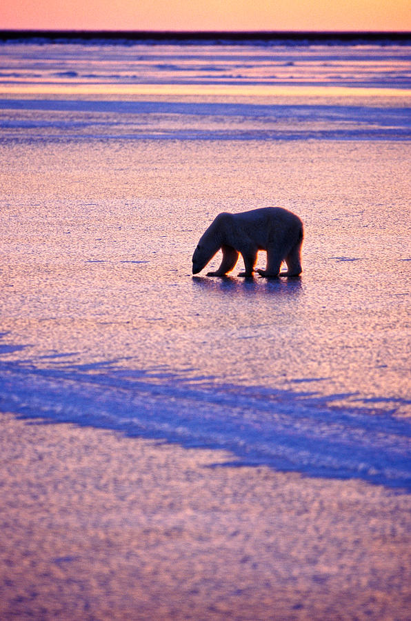 Polar Bear in Hudson Bay Dawn Photograph by Randy Green