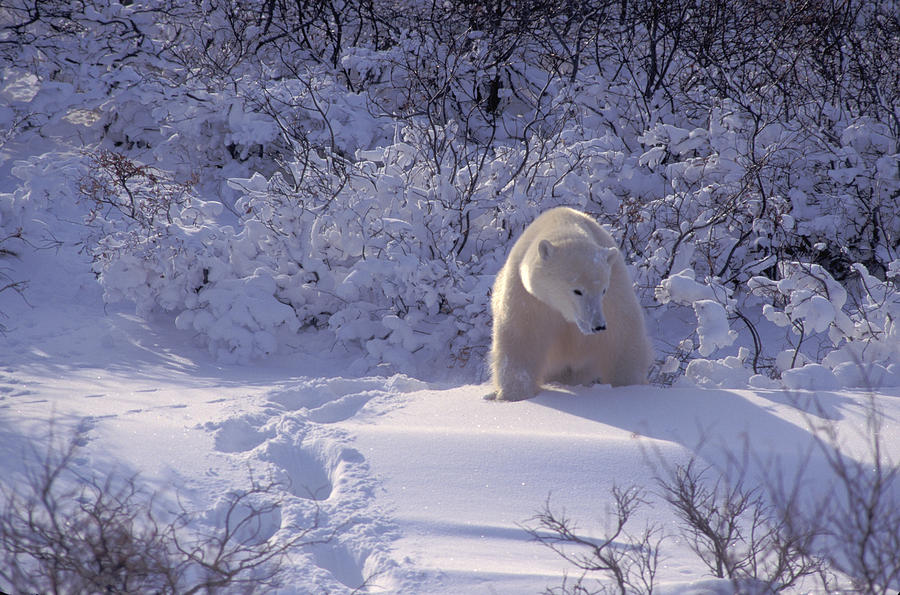 Polar Bear in New Snow Photograph by Randy Green