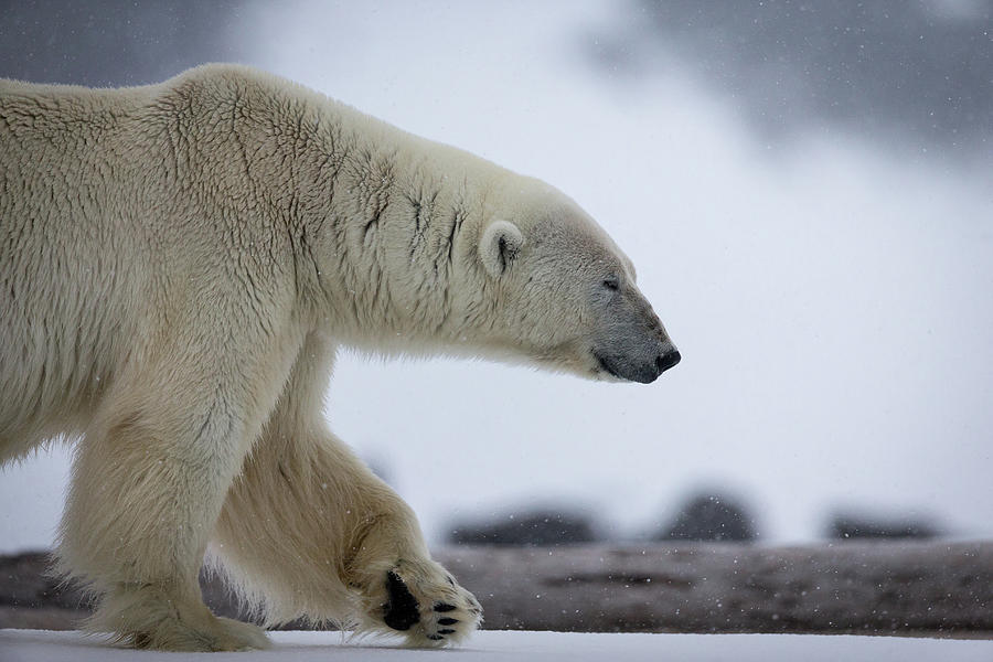 Polar Bear In Search Of Food Photograph by Peter Orr Photography