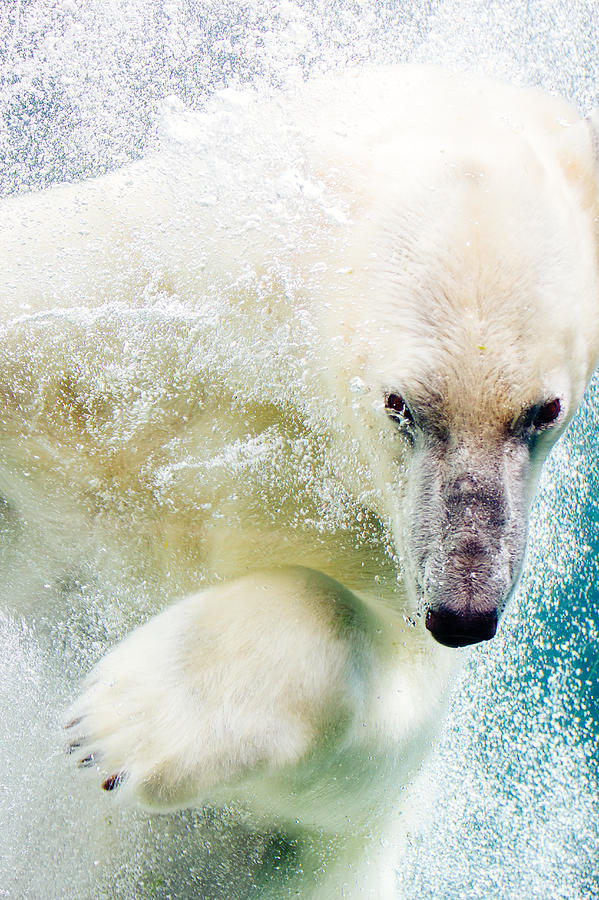 Polar Bear In Water Photograph by Pati Photography