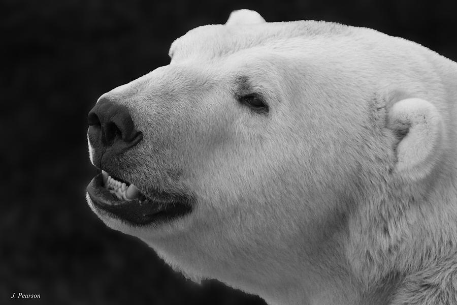 Polar Bear Photograph by Jackson Pearson