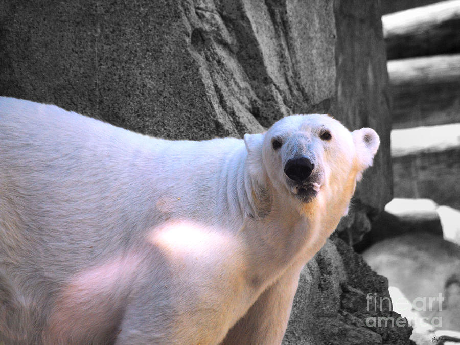 Wildlife Photograph - Polar Bear by Jai Johnson