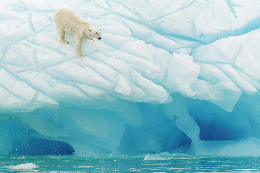 Nature Photograph - Polar Bear by Joan Gil Raga