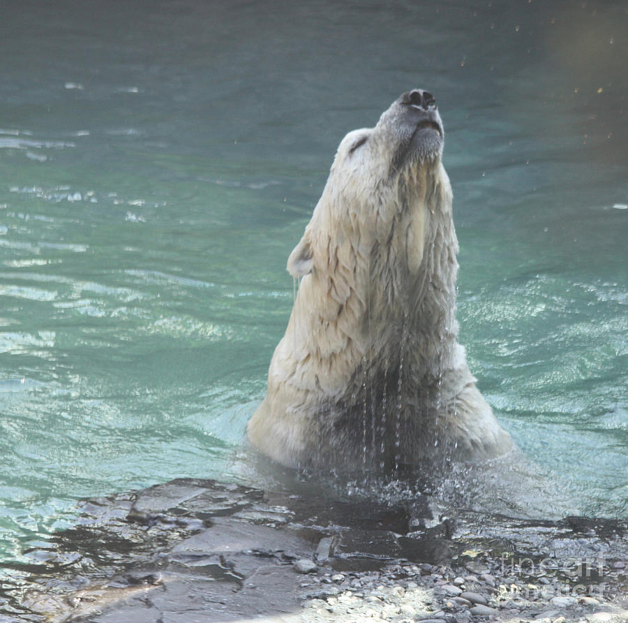 Central Park Photograph - Polar Bear Jumping Out of the Water by John Telfer