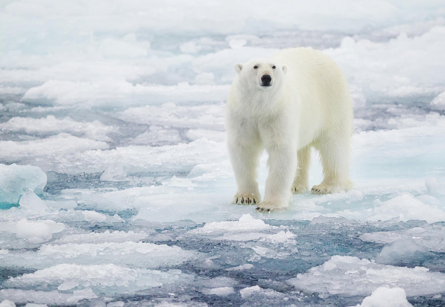 Polar Bear Photograph by Kencanning