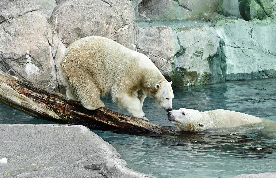 Nature Photograph - Polar Bear Kiss by Diana Boyd Nature Photograph - Polar Bear Kiss by Diana Boyd