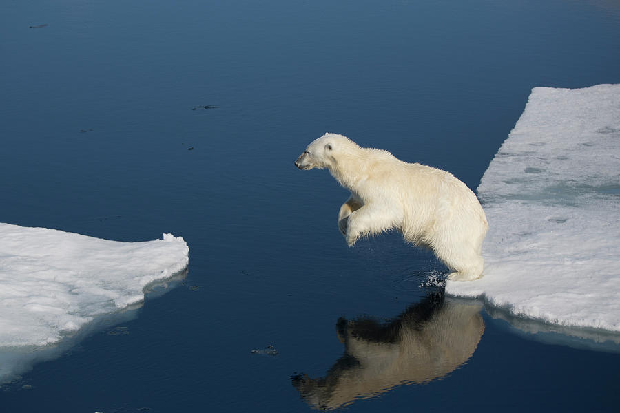 Polar Bear Leaping Between Ice Floes Photograph by Galaxiid