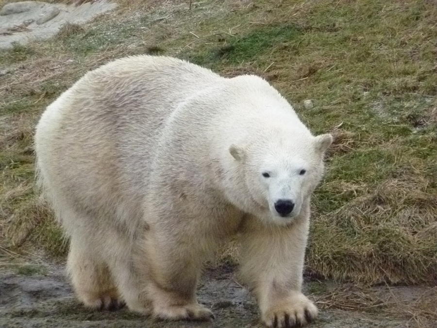 Polar Bear Photograph by Lingfai Leung