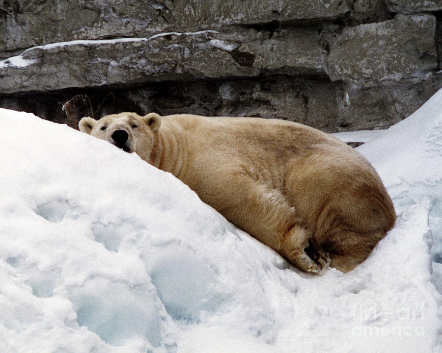 Polar Bear Chillin Photograph by Tom Brickhouse