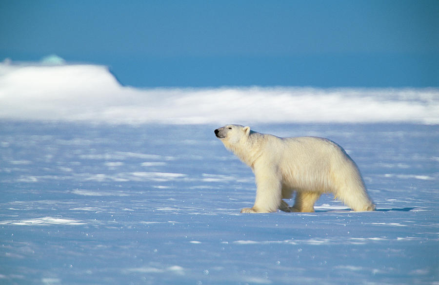 Nature Photograph - Polar Bear by Louise Murray/science Photo Library