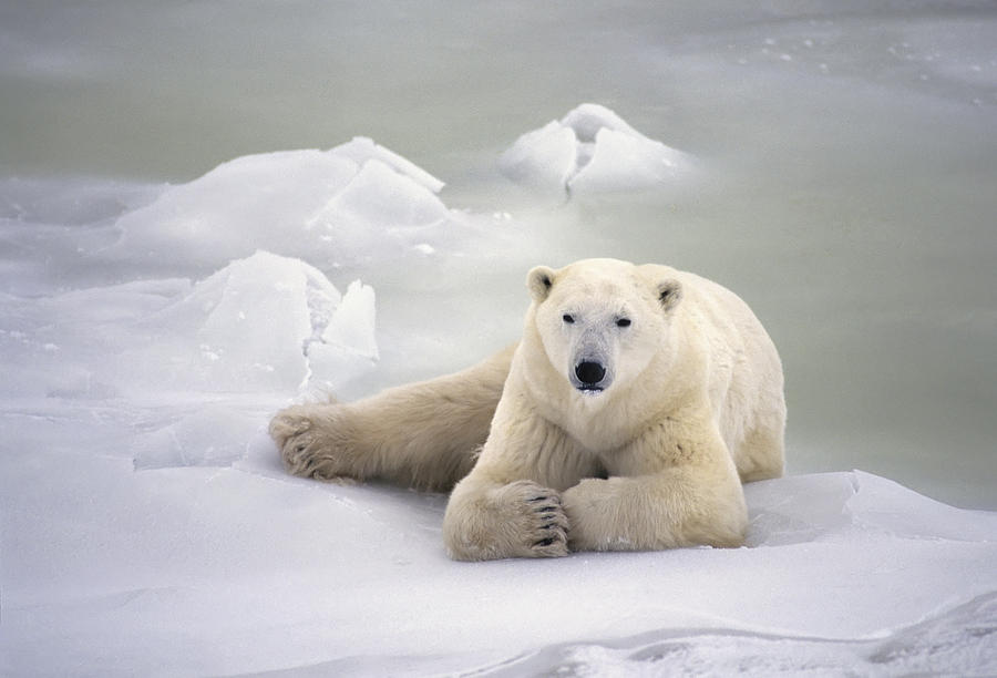 Wildlife Photograph - Polar Bear Lying On The Ice Churchill by Jo Overholt