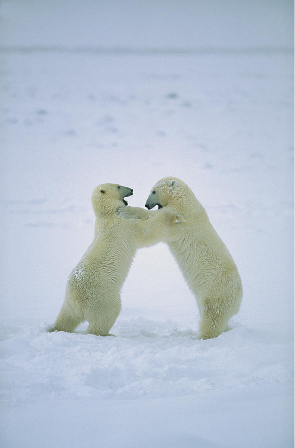 Polar Bear Males Fighting Hudson Bay Photograph by Konrad Wothe