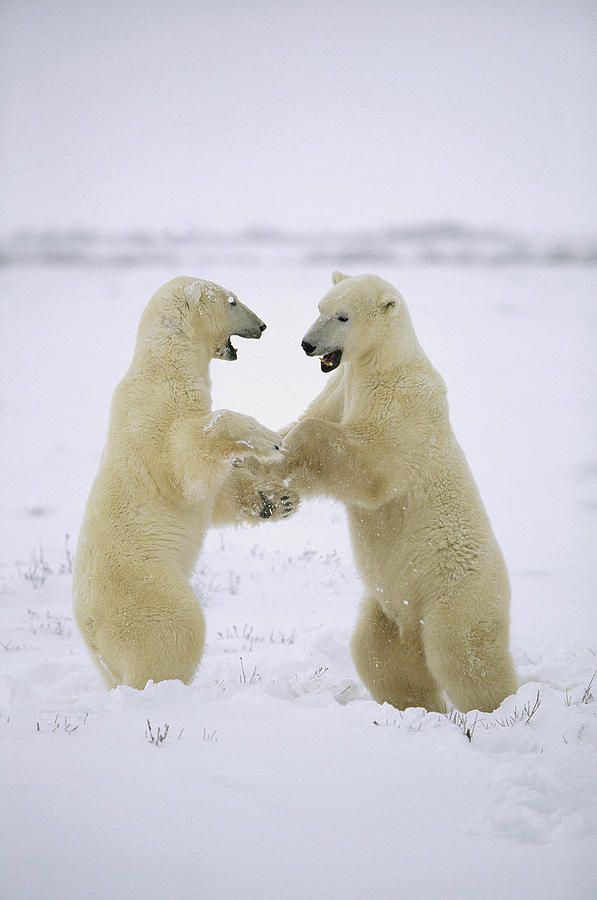 Polar Bear Males Play-fighting Hudson Photograph by Konrad Wothe