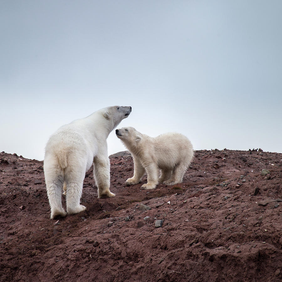 Polar Bear - Mother And Cub Photograph by Arctic-images