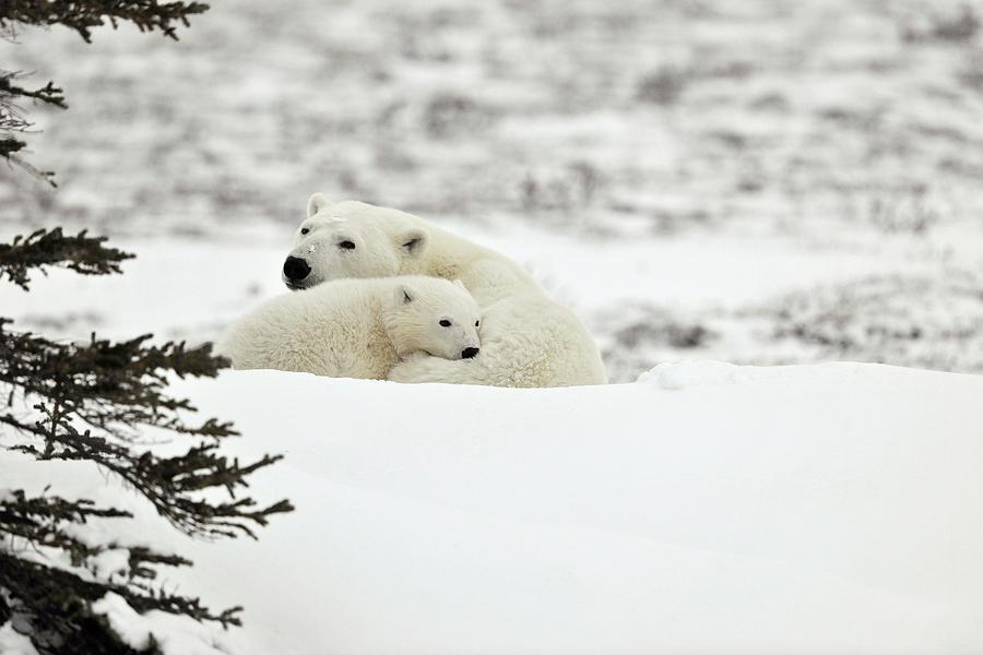 Nature Photograph - Polar Bear Mother And Cub by Dr P. Marazzi/science Photo Library