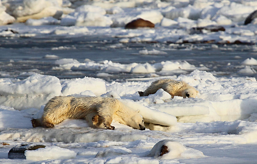 Polar Bear Mother and Cub Grooming Photograph by Carole-Anne Fooks ...