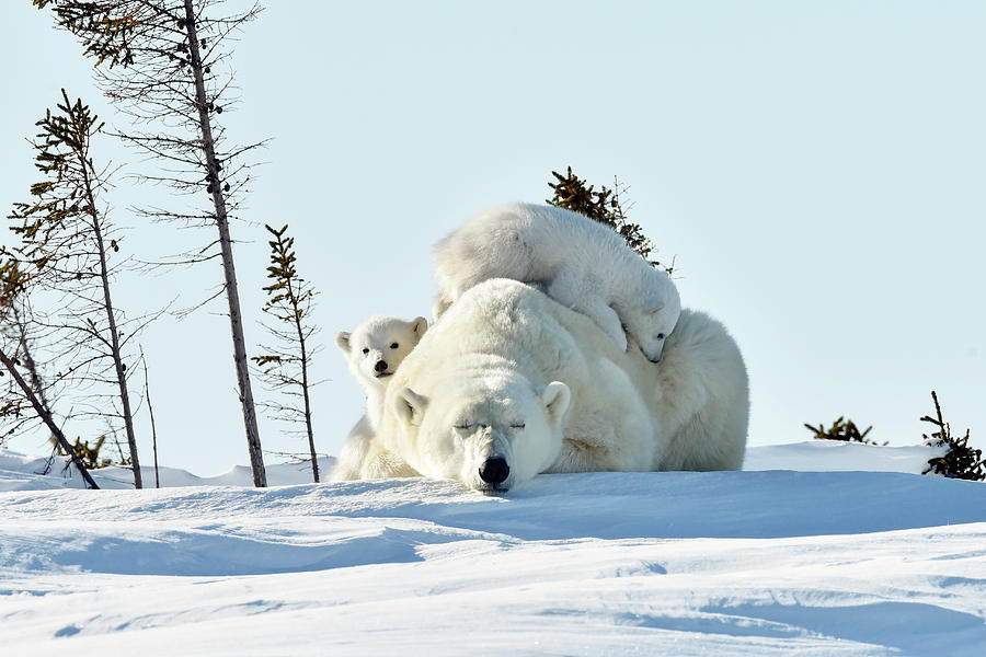 Spring Photograph - Polar Bear Mother And Cubs by Dr P. Marazzi