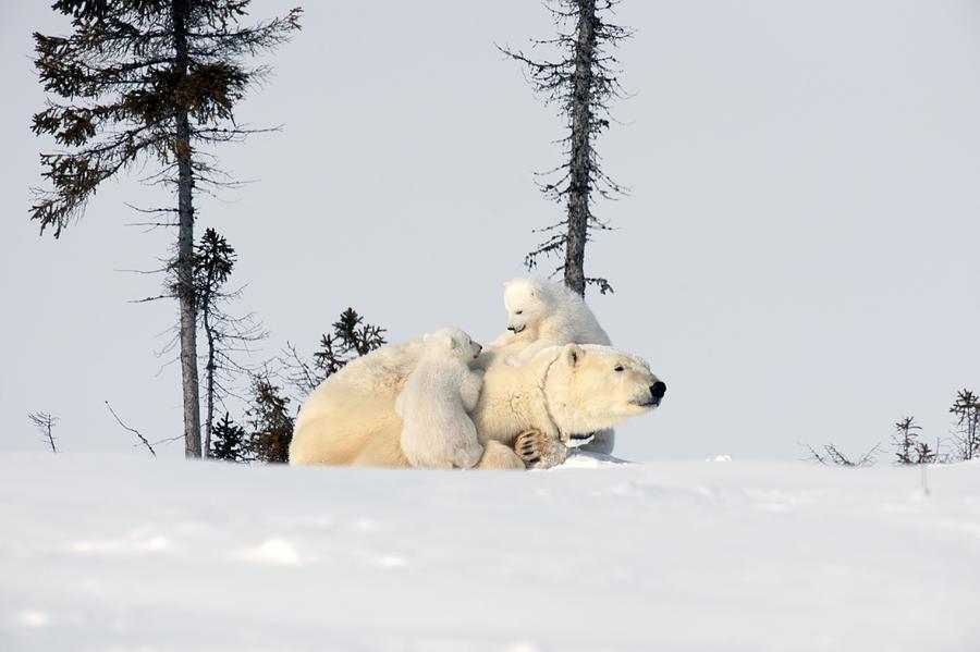 Spring Photograph - Polar bear mother and cubs by Science Photo Library