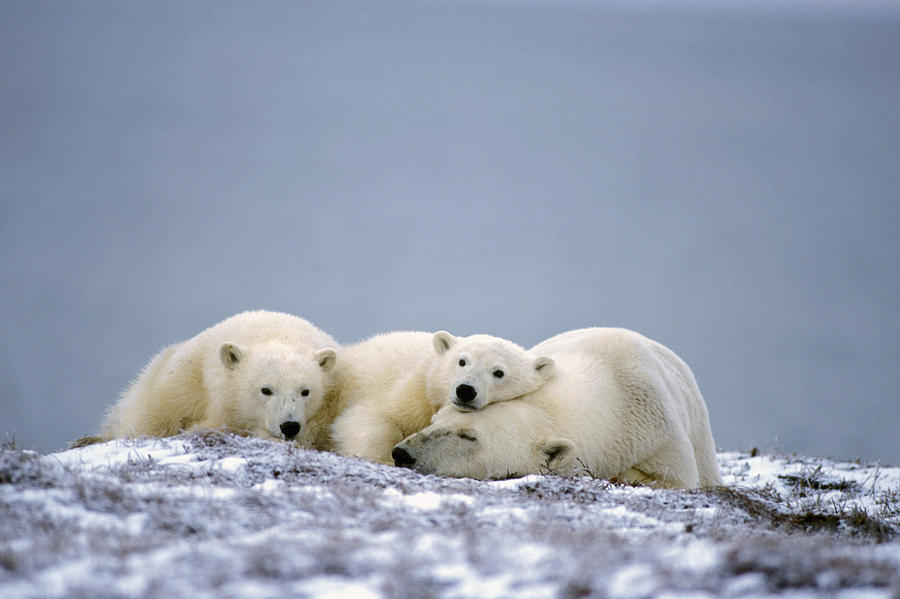 Wildlife Photograph - Polar Bear Mother & Cubs Rest On Frozen by Steven Kazlowski