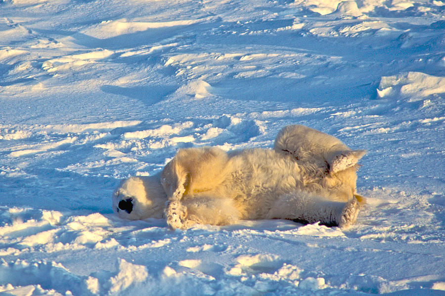 Polar Bear Nap Photograph by Randy Green