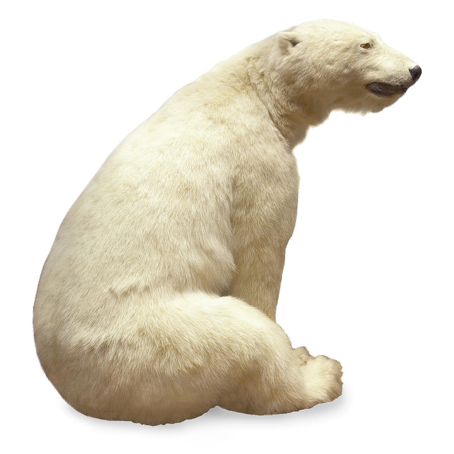 Wildlife Photograph - Polar Bear by Natural History Museum, London/science Photo Library