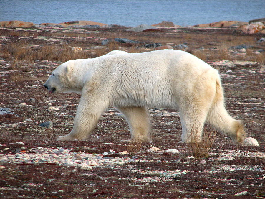 Polar Bear Photograph - Polar Bear on Churchill Tundra by David Matthews