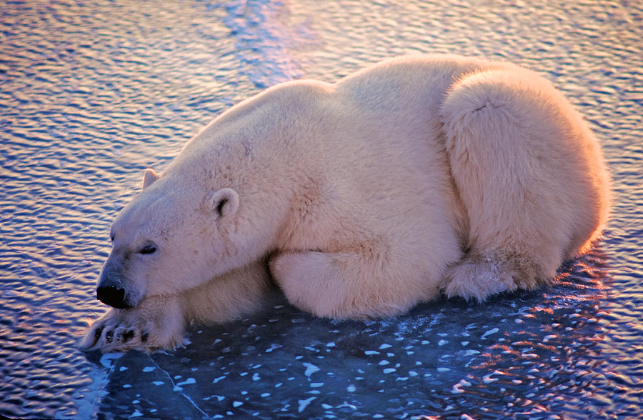 Polar Bear on Hudson Bay Ice Photograph by Randy Green