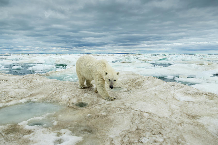 Polar Bear On Hudson Bay Sea Ice, Canada Photograph by Paul Souders