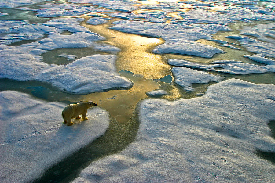 Polar bear on ice close to golden glittering water Photograph by SeppFriedhuber