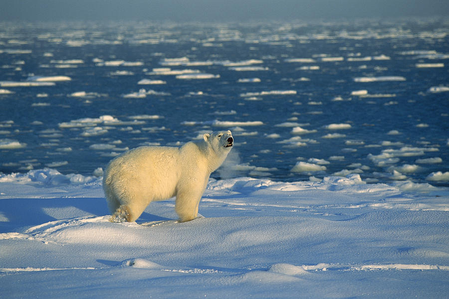 Polar Bear On Ice Field Churchill Photograph by Konrad Wothe
