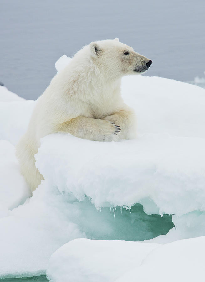 Polar Bear On Ice Pack High Arctic Photograph by Darrell Gulin