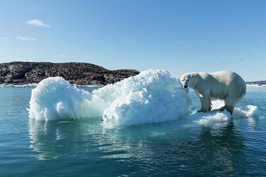 Polar Bear On Iceberg, Hudson Bay Photograph by Paul Souders