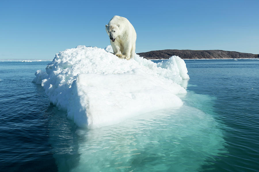 Polar Bear On Iceberg, Hudson Bay Photograph by WorldFoto - Pixels Merch