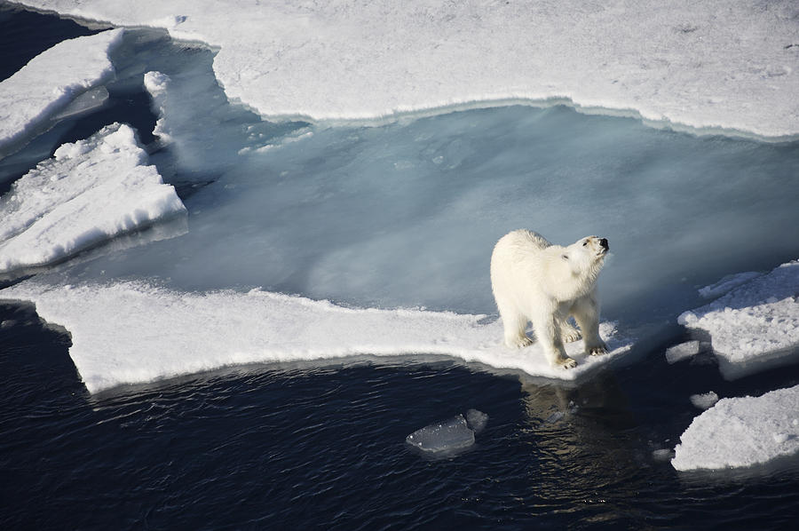 Animal Photograph - Polar Bear On Melting Sea Ice, High by Paul Miles