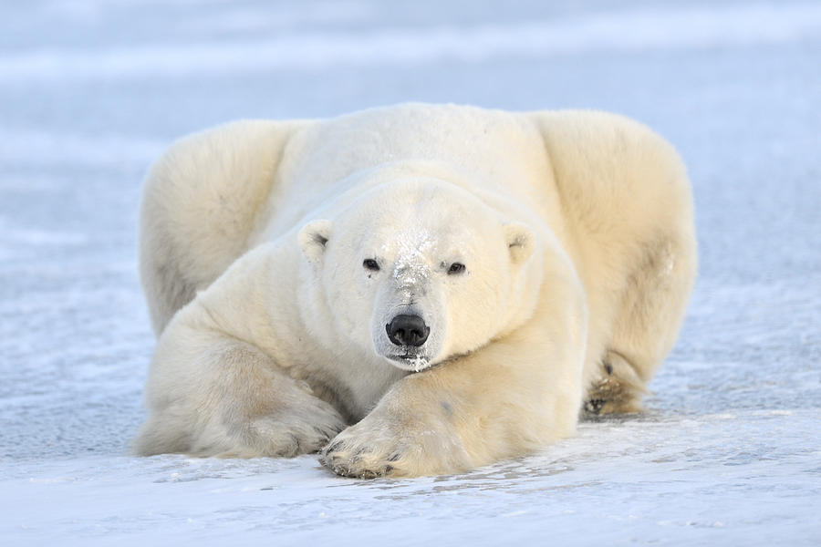 Polar Bear On Pack Ice Churchill Photograph by Andre Gilden