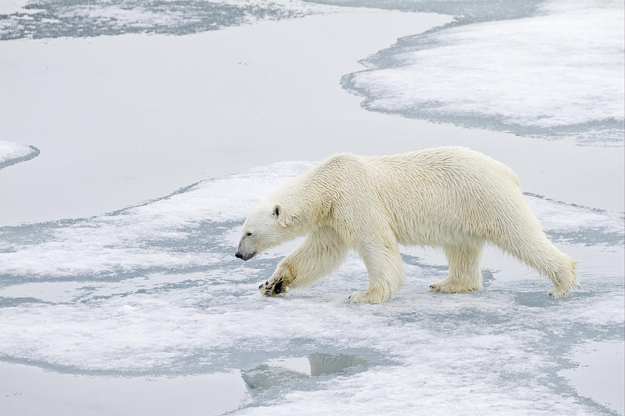 Polar Bear On Sea Ice Spitzbergen Photograph by Dickie Duckett