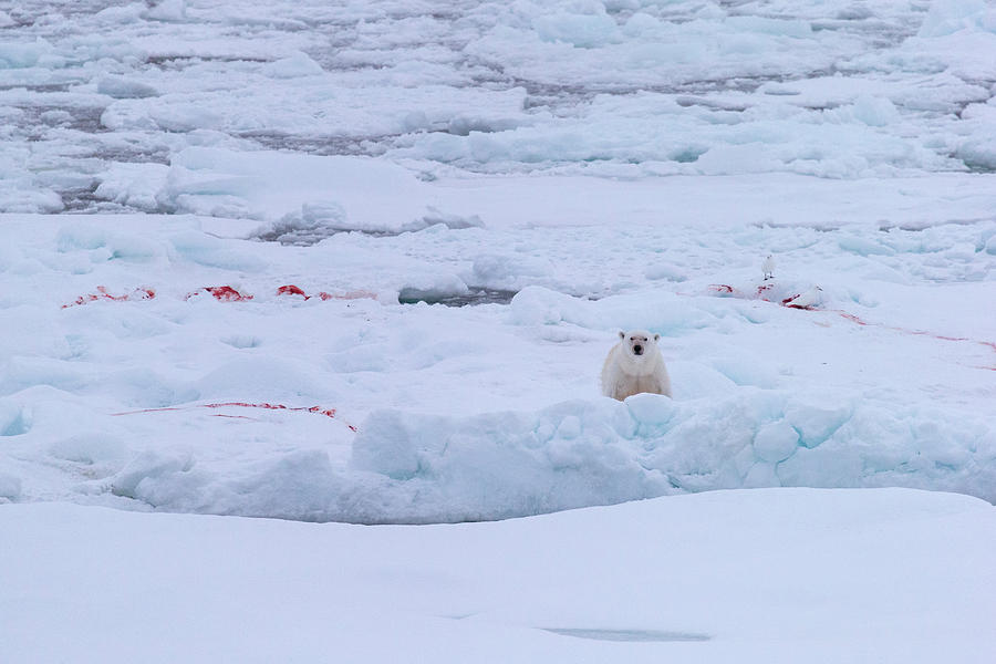 Polar Bear On The Ice Photograph by Arctic-images
