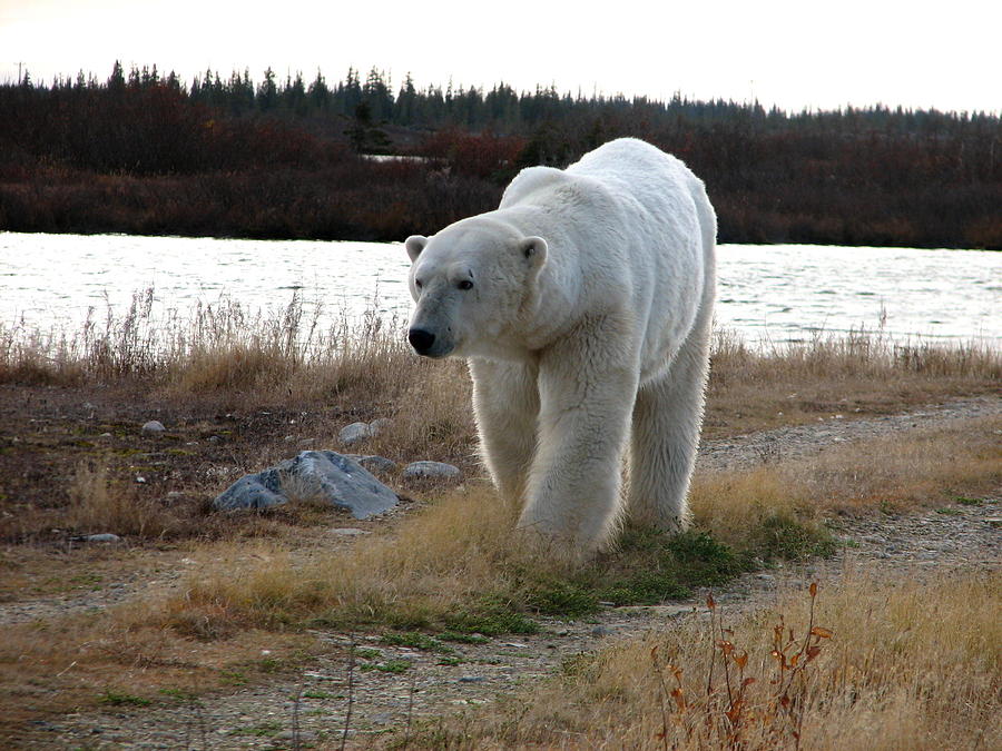 Polar bear on Tundra Photograph by David Matthews