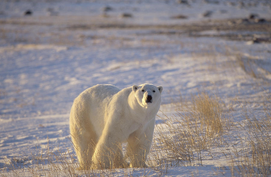 Polar Bear On Tundra Near Hudson Bay Photograph by Flip Nicklin